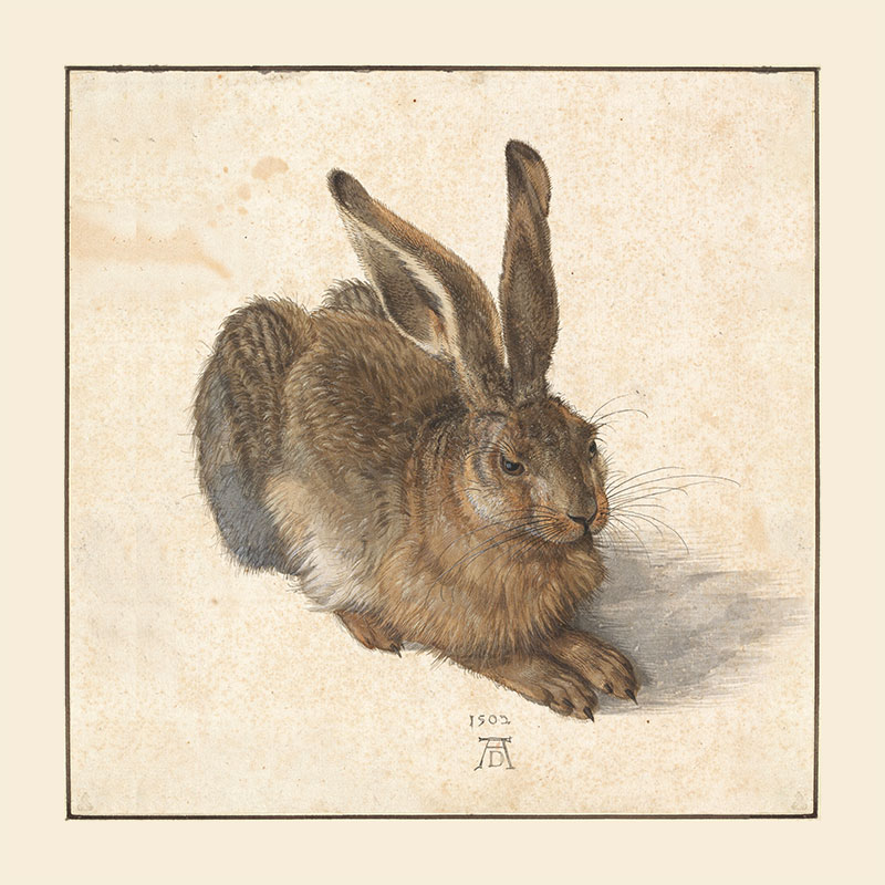 Albrecht Dürer - Feldhase (Young Hare)