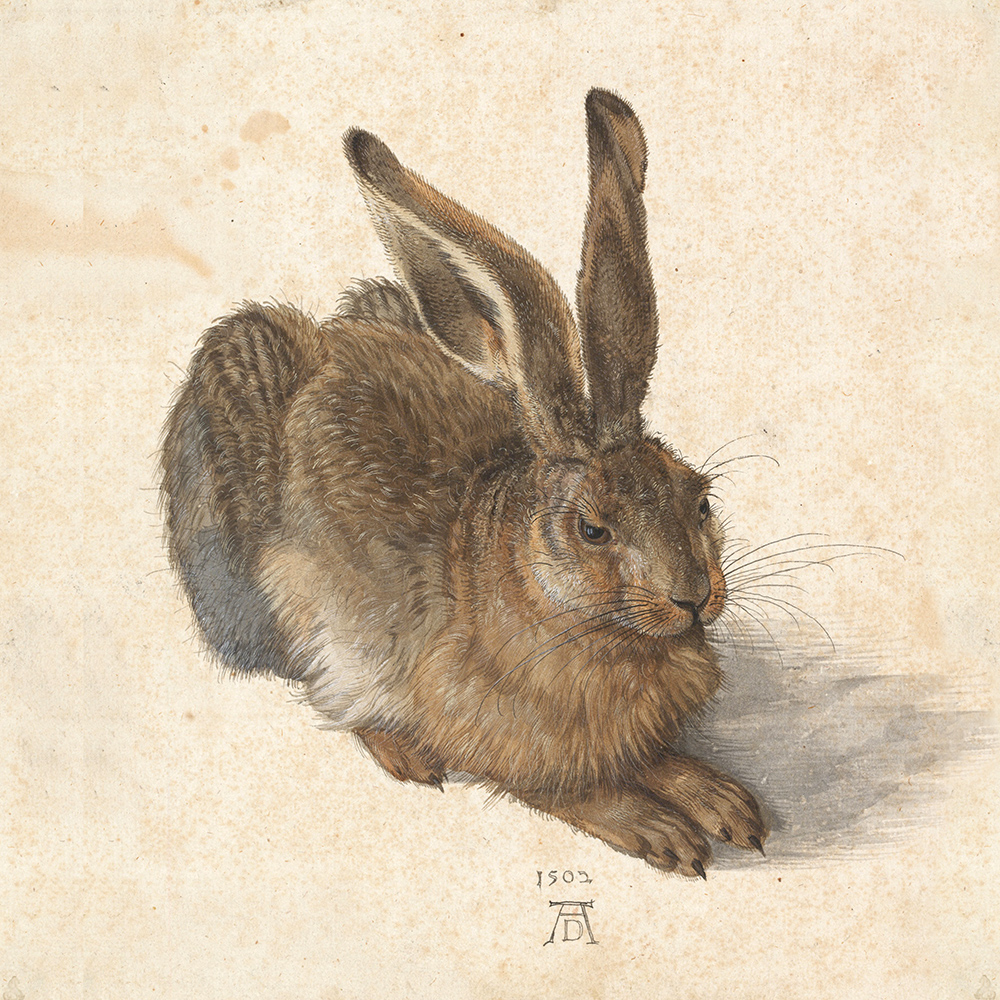 Albrecht Dürer - Feldhase (Young Hare)