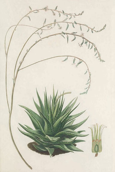 Agave Drawing Nr. 2