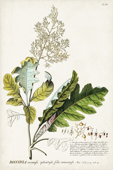 Botanical Sketch Nr. 1