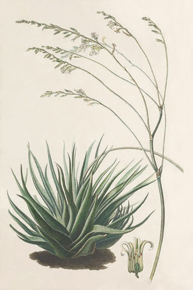Agave Drawing Nr. 1