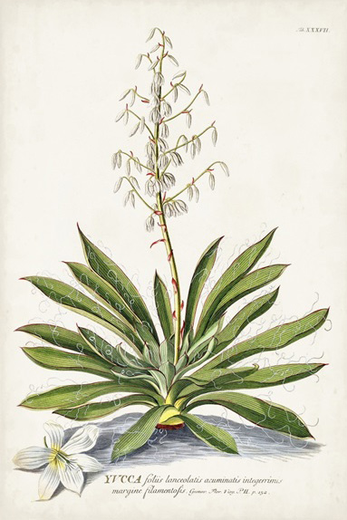 Botanical Sketch Nr. 2